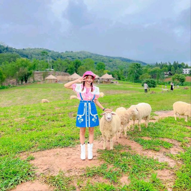 แลนด์มาร์คแห่งใหม่ ถ่ายรูปกับน้องแกะน่ารักๆบนดอย🐑🐏
