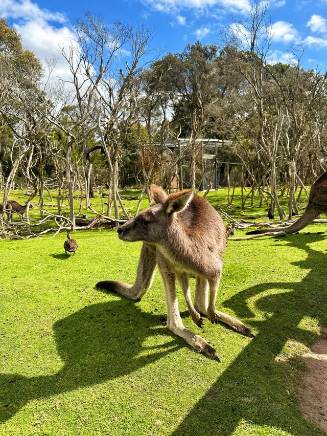 [墨爾本] 半開放式的動物園 近距離餵袋鼠和與無尾熊拍照-月光保護區野生動物園