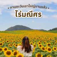หนาวนี้ไปเที่ยวเขาใหญ่ ต้องแวะชมทานตะวันที่ไร่มณีศร