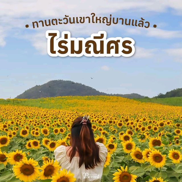 หนาวนี้ไปเที่ยวเขาใหญ่ ต้องแวะชมทานตะวันที่ไร่มณีศร