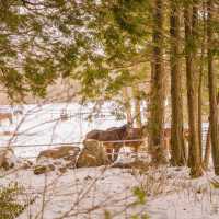 ❄️눈쌓인길 나무사이로 산책가능한곳 [제주, 샤이니숲길]🌲