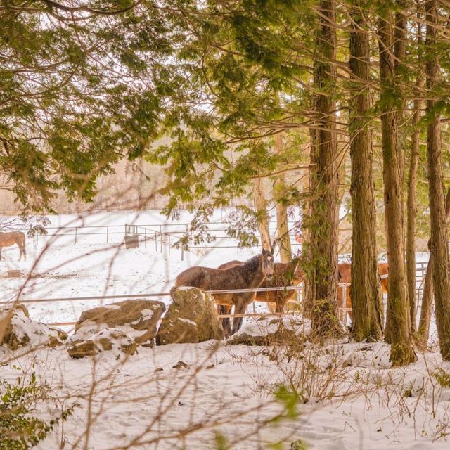 ❄️눈쌓인길 나무사이로 산책가능한곳 [제주, 샤이니숲길]🌲