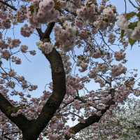 造幣局桜の通り抜け、桜は既に散り始め、有終の美