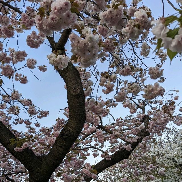 造幣局桜の通り抜け、桜は既に散り始め、有終の美