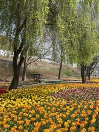 성동구 숨은 벚꽃 명소 공유〰용비교🌷