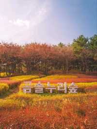 소나무 향을 맡으며 산책 할 수 있는 이곳"곰솔누리숲"