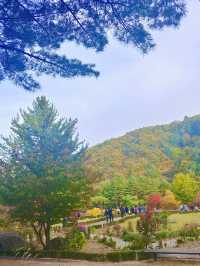 22개의 정원과 동물원이 있는 ’아침고요수목원‘을 소개합니다 :)