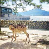 世界文化遺産 厳島神社〜広島•宮島