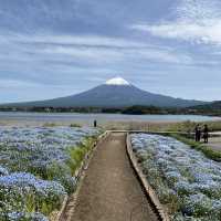 Oishi Park— A must-see scenic location