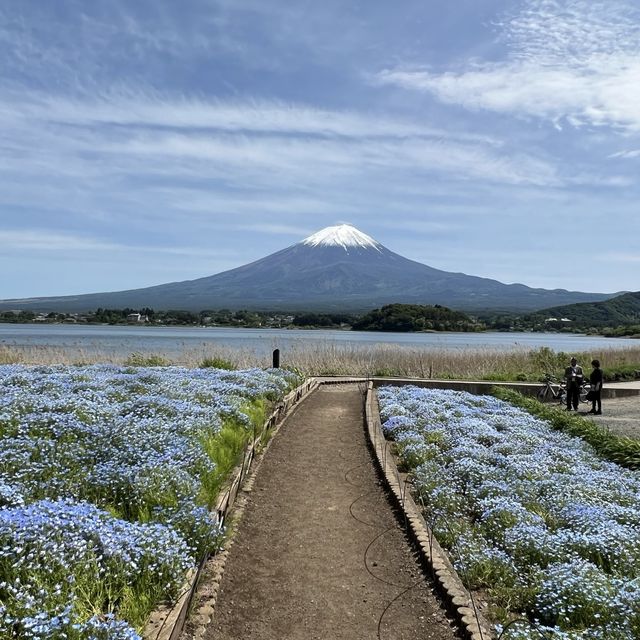 Oishi Park— A must-see scenic location