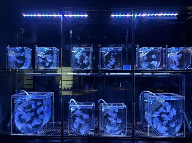 Aquarium​ Phuket ที่ใหญ่ที่สุดในประเทศไทย​