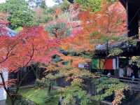 เที่ยวใบไม้เปลี่ยนสี เกียวโต วัดเอกันโดเซ็นริน ⛩️🍁