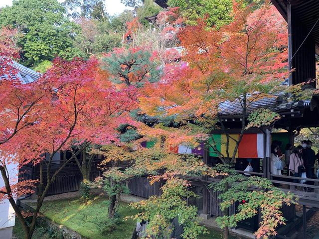 เที่ยวใบไม้เปลี่ยนสี เกียวโต วัดเอกันโดเซ็นริน ⛩️🍁