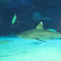 魚好きにはたまらない！美ら海水族館！