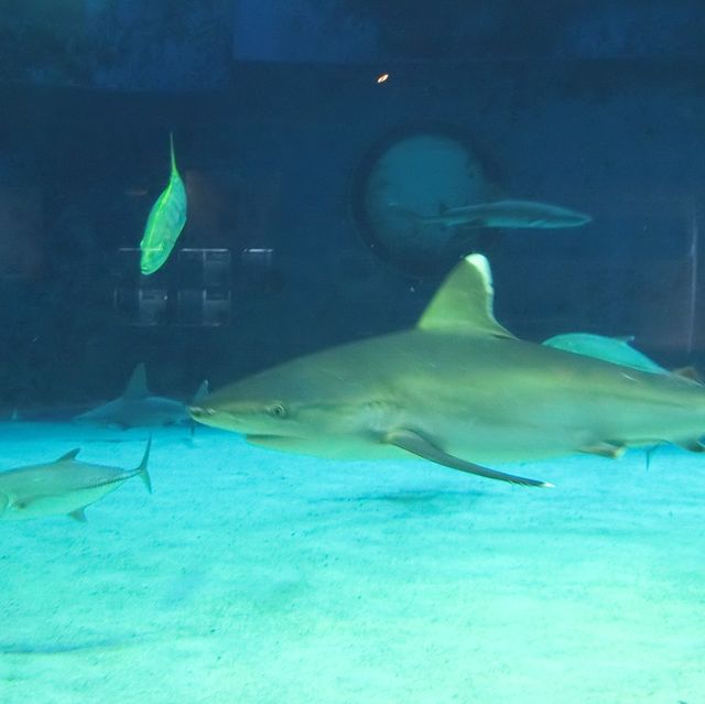 魚好きにはたまらない！美ら海水族館！