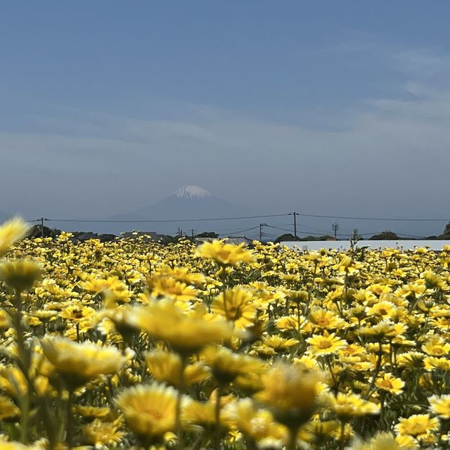 Spring Flowers 