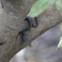 Wildlife at Sungei Buloh