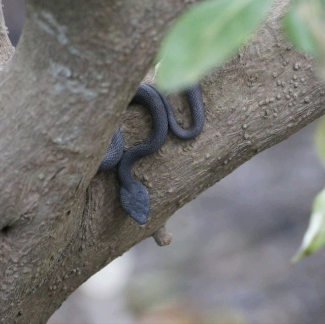 Wildlife at Sungei Buloh