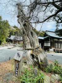 【静岡県/伊古奈比咩命神社】伊豆最古の神社と白浜海岸