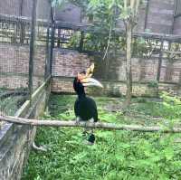翱翔自然！探索檳城飛禽公園的鳥類天堂🦅🌳🌺