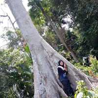 World's Oldest Rainforest | Royal Belum