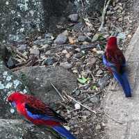 Healthy tour in Lamington National Park 