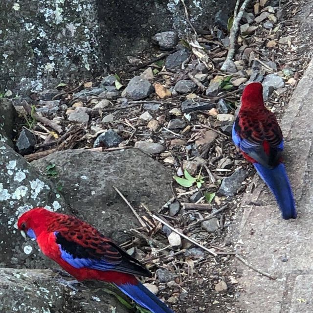 Healthy tour in Lamington National Park 