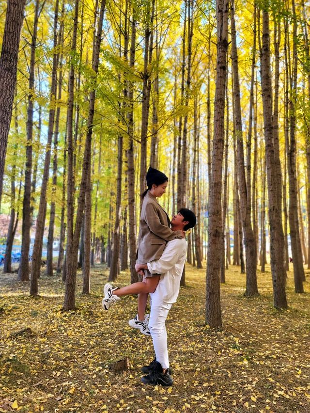 사계절 다 예쁘지만 은행나무시즌엔 더 예쁜 경주💛
