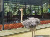 Mini Petting Zoo in Kuala Selangor 