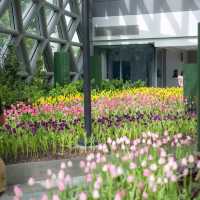 Miracle of Natural..ดอกทิวลิปบานที่ระยอง