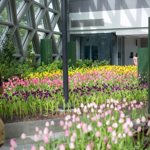 Miracle of Natural..ดอกทิวลิปบานที่ระยอง