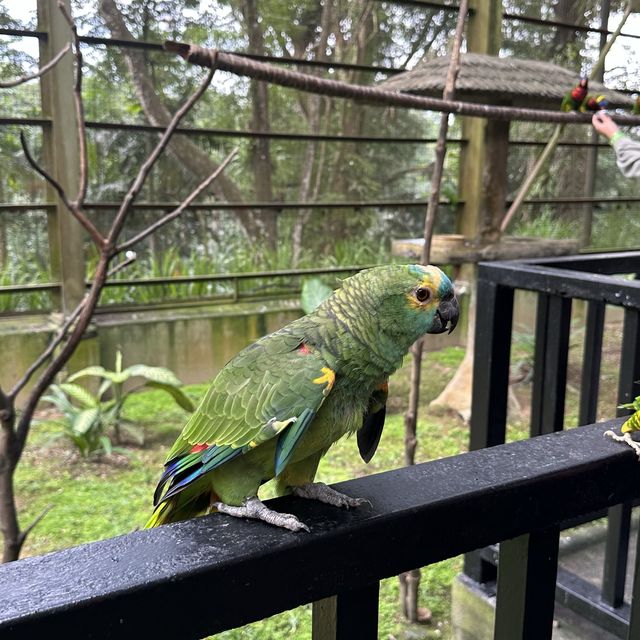 Bird Park in Kuala Lumpur