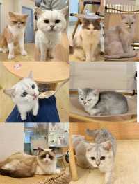 ⭐️貓貓Cafe竟然有豬仲有狗？🐱🐷🐶