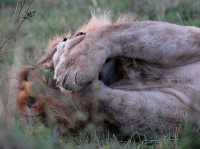 東非masai Mara 帳幕酒店動物大遷徙