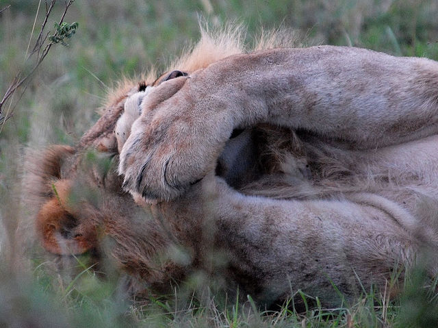 東非masai Mara 帳幕酒店動物大遷徙