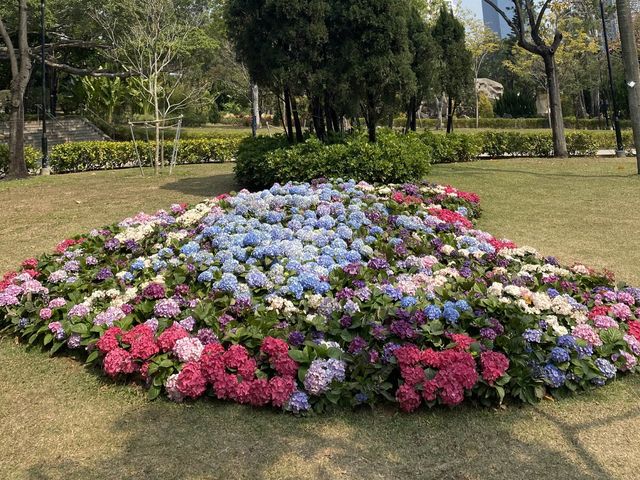 心型繡球花海🫀