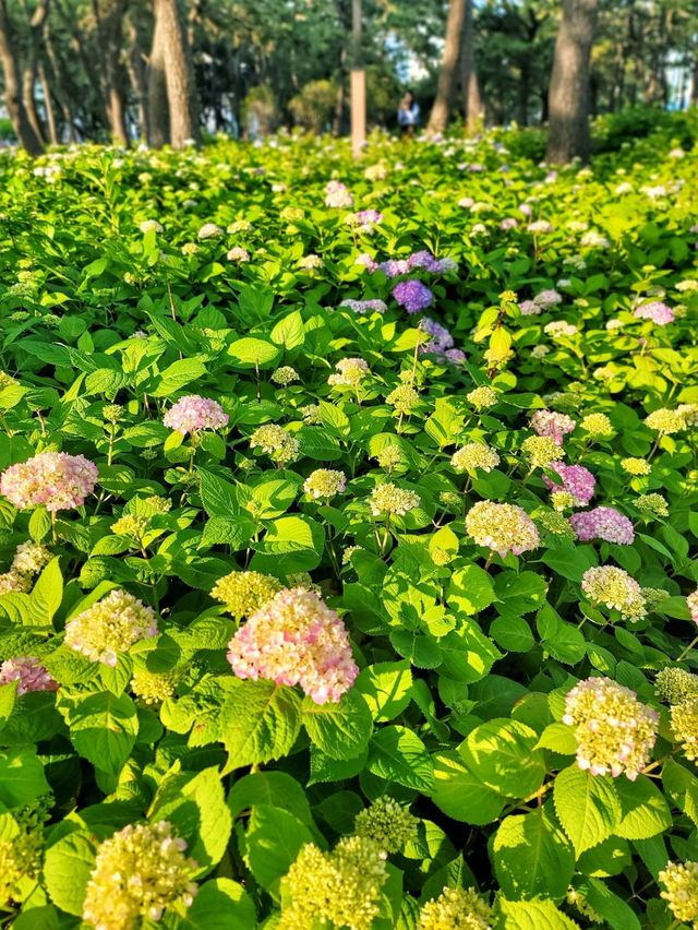 부산 해운대 송림공원에 핀 5월의 수국💐🌳