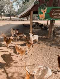Safari Park กาญจนบุรี 