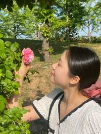 장미꽃 향기만 남기고 갔단다🌹🌷