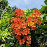 Penang Botanical Garden - a treasure for all