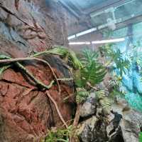 屯門公園:爬蟲館