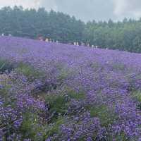 【富良野】ラベンダー畑