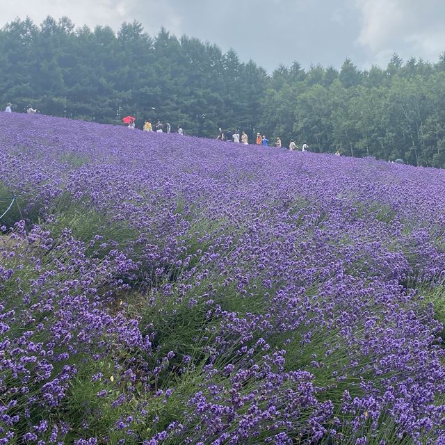 【富良野】ラベンダー畑