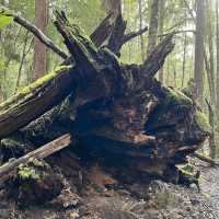 荷伯特 費爾德山國家公園探索自然生態