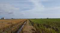  A DAY OUTING IN SEKINCHAN PADI FIELD