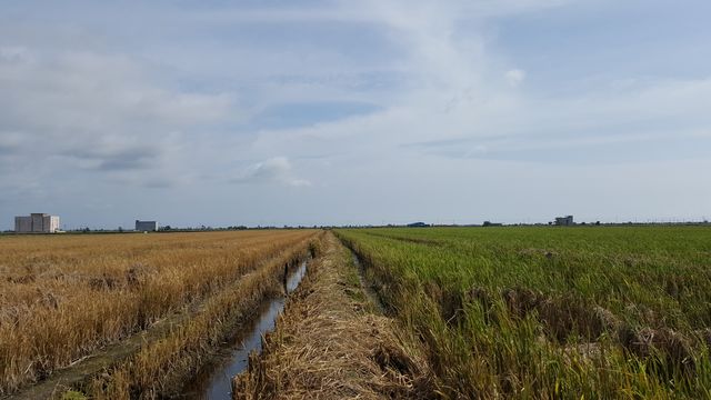  A DAY OUTING IN SEKINCHAN PADI FIELD