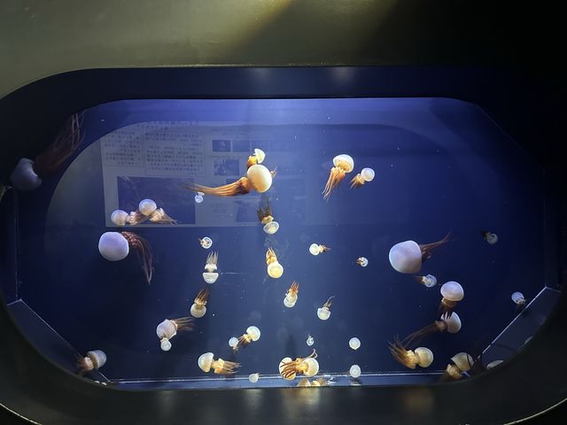 【山形】日本一のクラゲ水族館