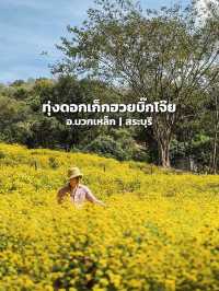 ทุ่งดอกเก็กฮวยบิ๊กโจ๊ย อ.มวกเหล็ก สระบุรี 🌼