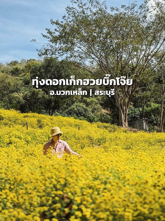 ทุ่งดอกเก็กฮวยบิ๊กโจ๊ย อ.มวกเหล็ก สระบุรี 🌼