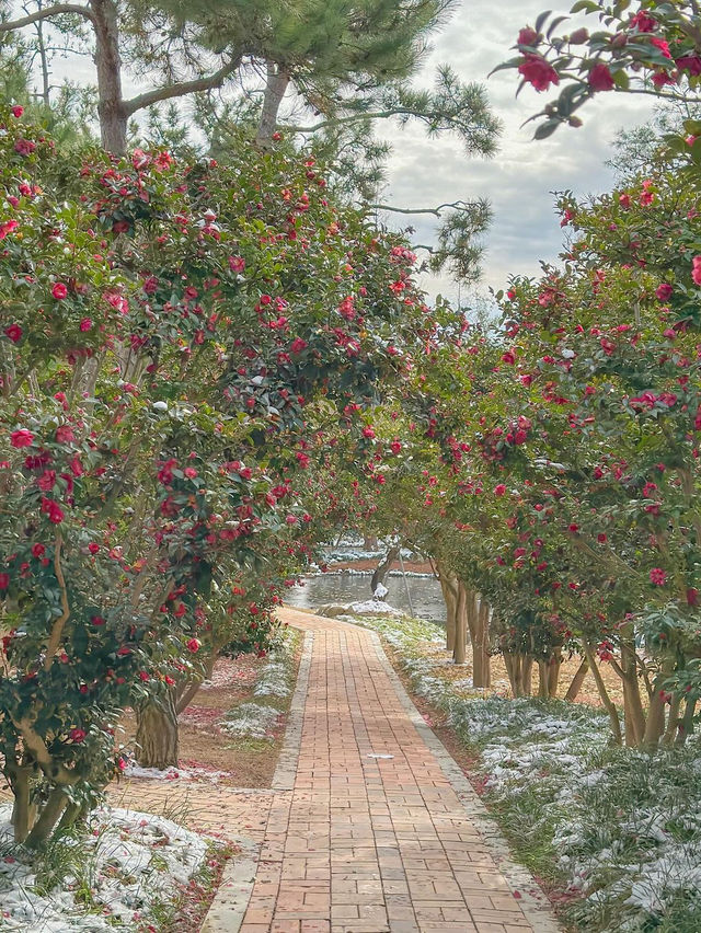 이번주 다녀오면 너무 예쁠 동백꽃 동산🌺♥️